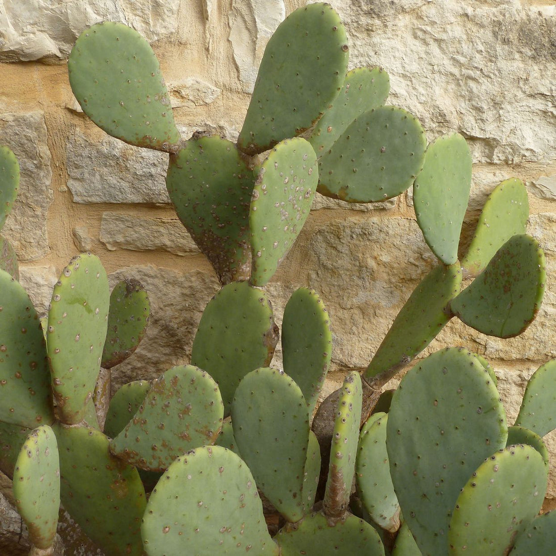 5 reasons why the Prickly Pear is such a super power hero for the skin